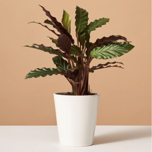 Калатея Ланцифолия